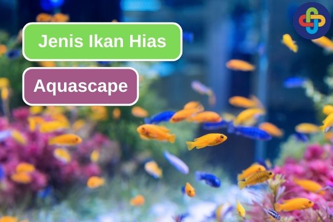 10 Ikan Hias Populer yang Digunakan Pada Aquascape